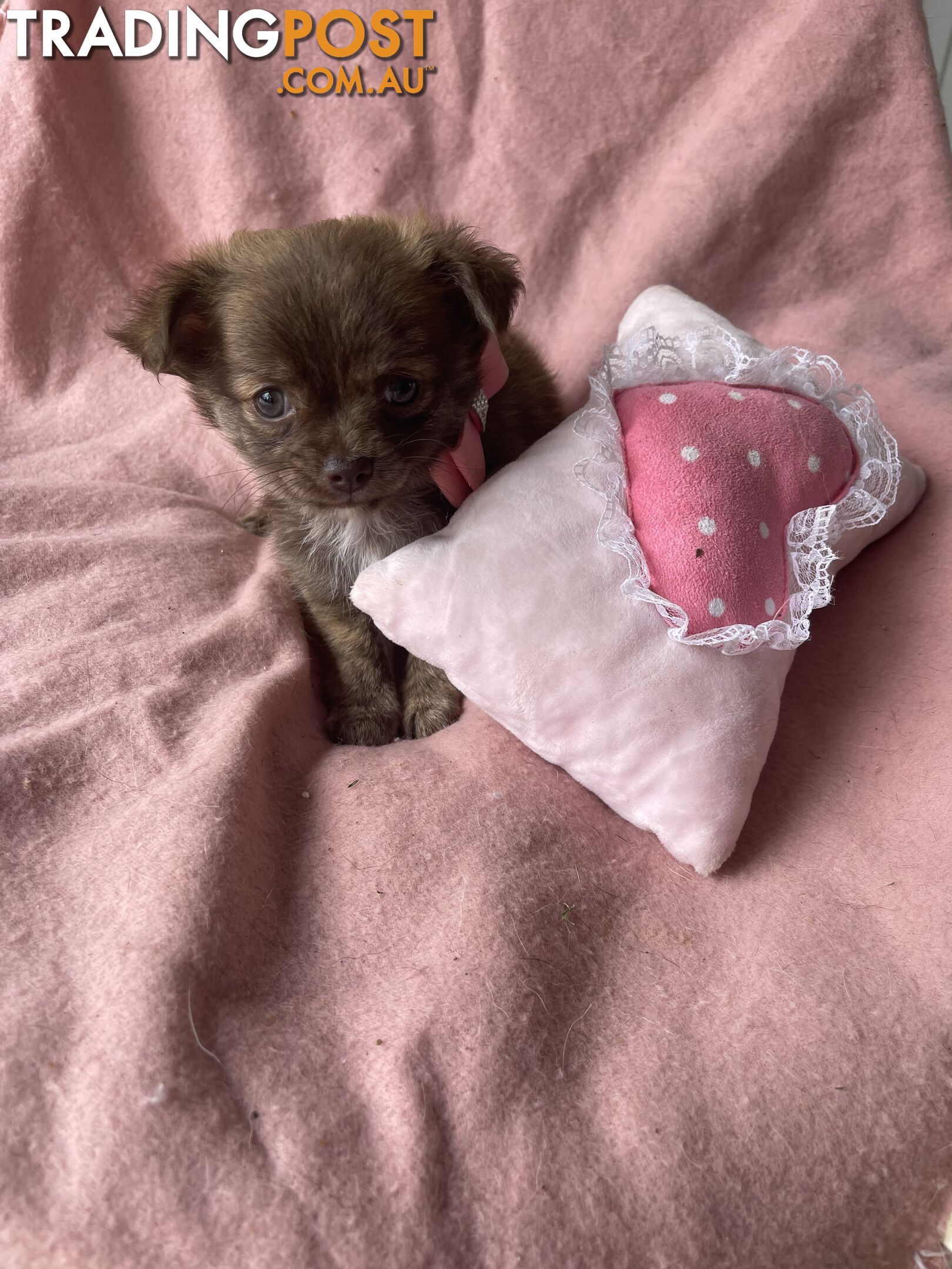 Purebred Chihuahua Pups