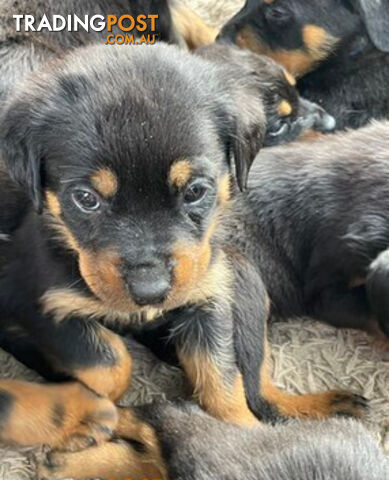 Rottweiler puppies purebred