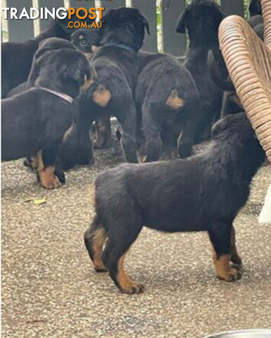 Rottweiler puppies with 2 no tail