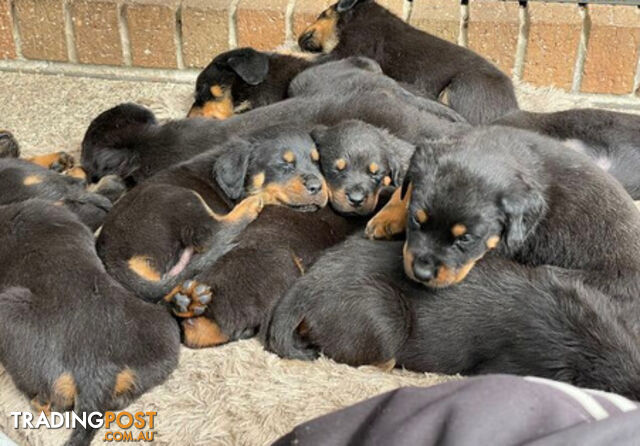 Rottweiler puppies with 2 no tail