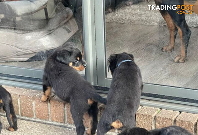 Rottweiler puppies with 2 no tail