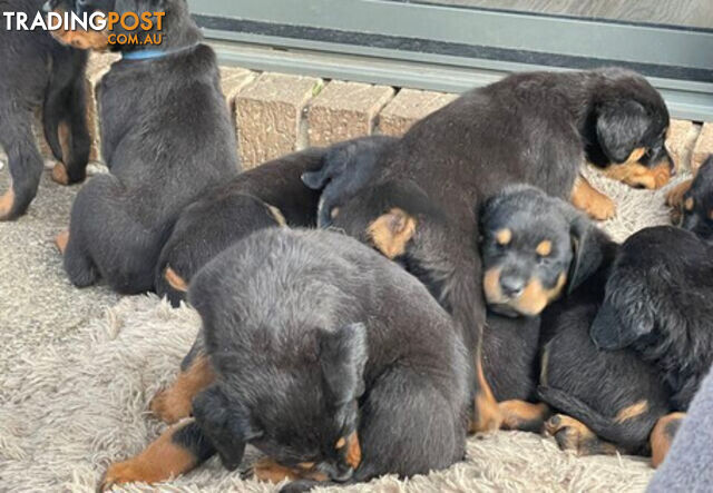 Rottweiler puppies with 2 no tail