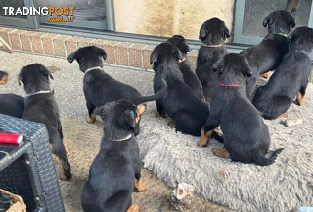 Rottweiler puppies with 2 no tail