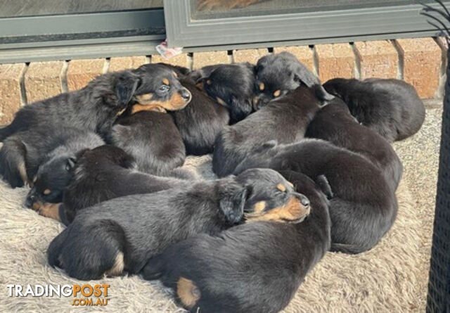 Rottweiler puppies with 2 no tail