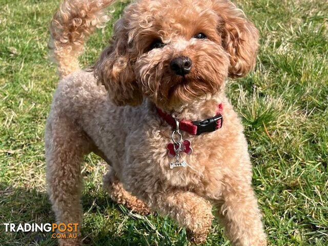 Ruby Rohd Toy RUBY RED TOY POODLE STUD PUREBRED