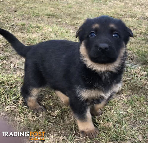 Purebred female German shepherd puppies for sale