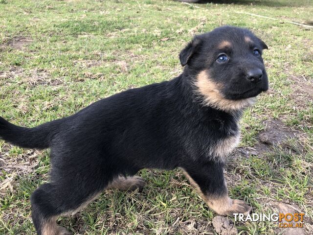 Purebred female German shepherd puppies for sale