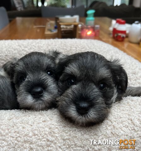 Miniature schnauzer puppies