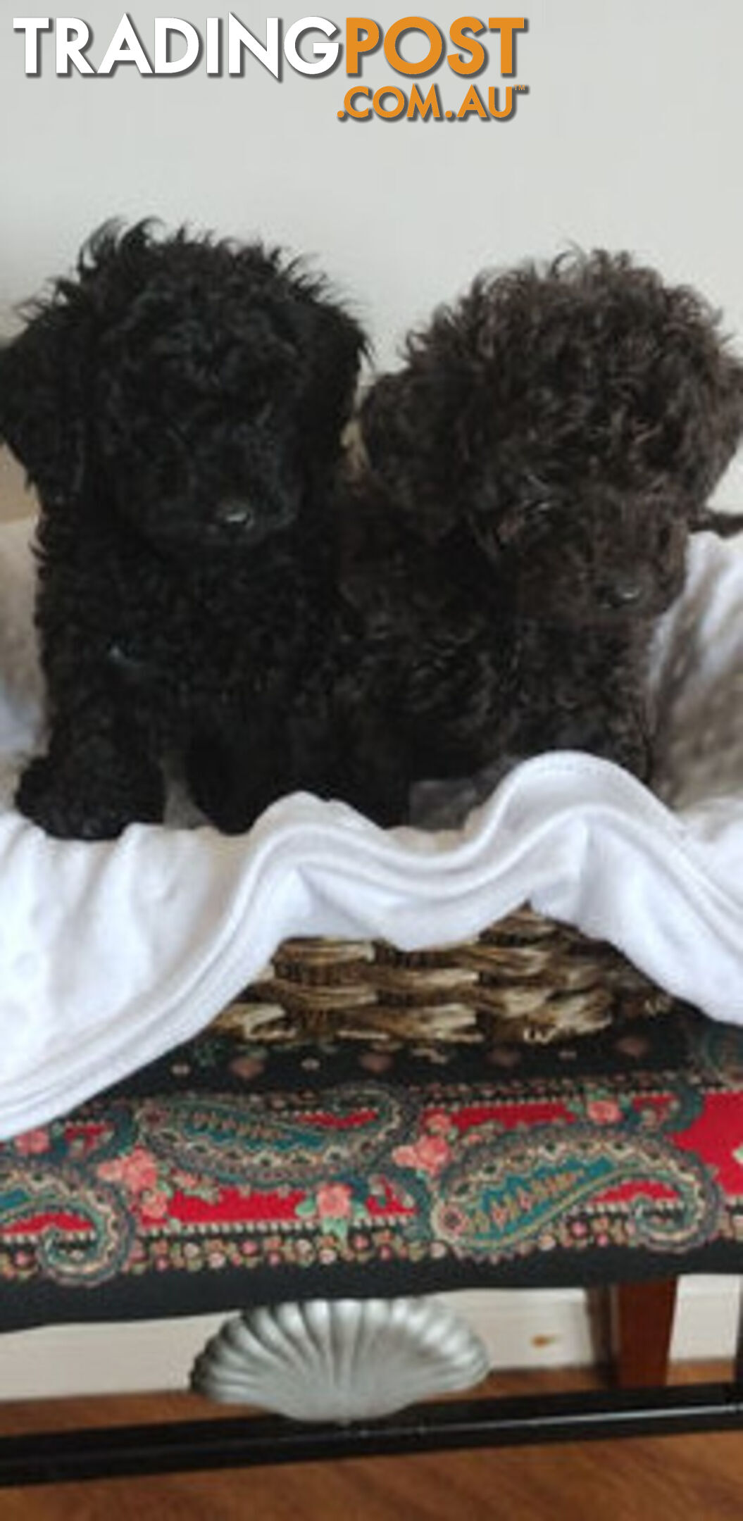 Toy poodles puppies