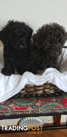 Toy poodles puppies