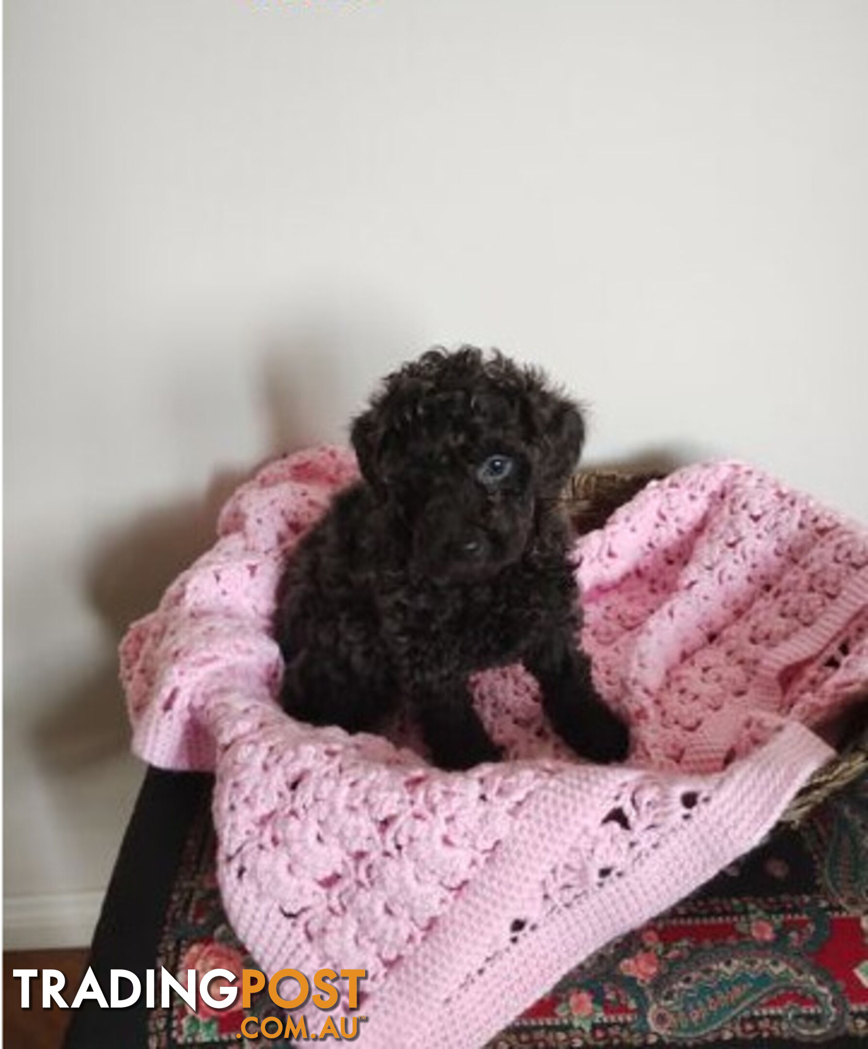 Toy poodles puppies