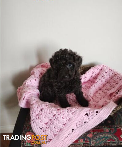 Toy poodles puppies