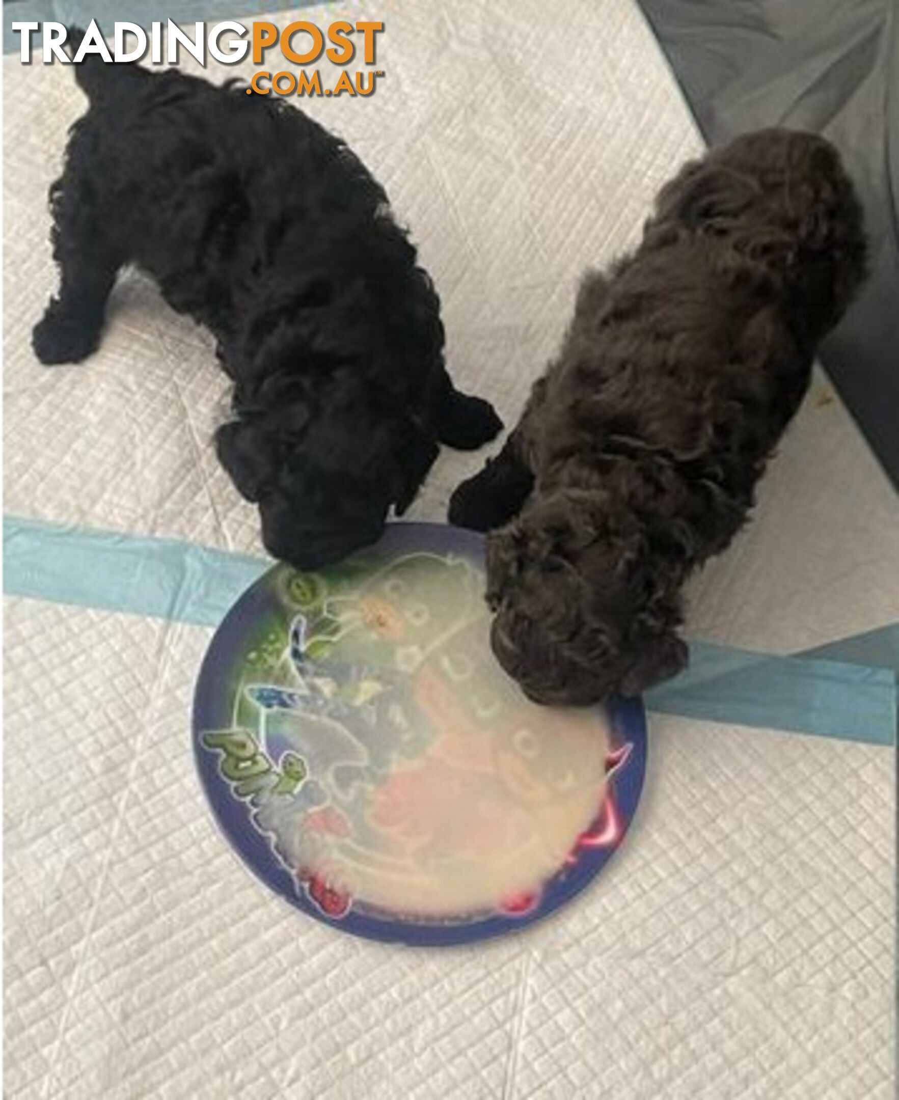 Toy poodles puppies