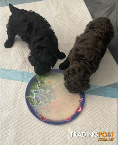 Toy poodles puppies