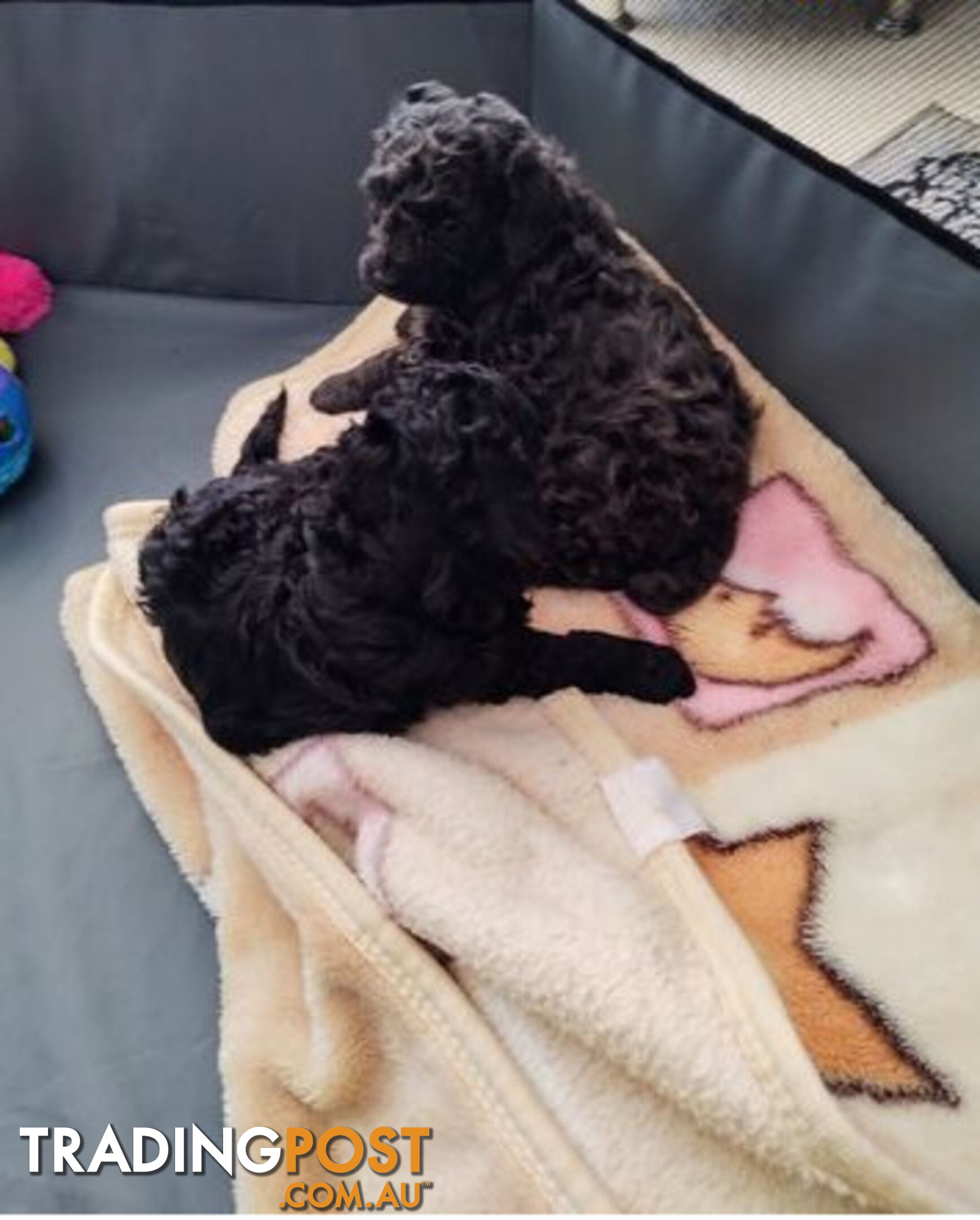 Toy poodles puppies