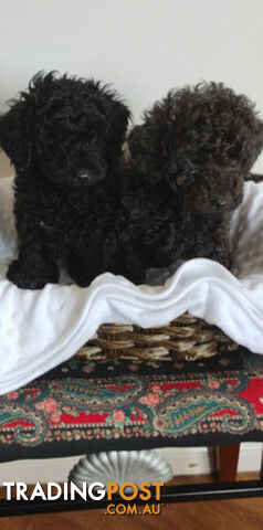 Toy poodles puppies SOLD