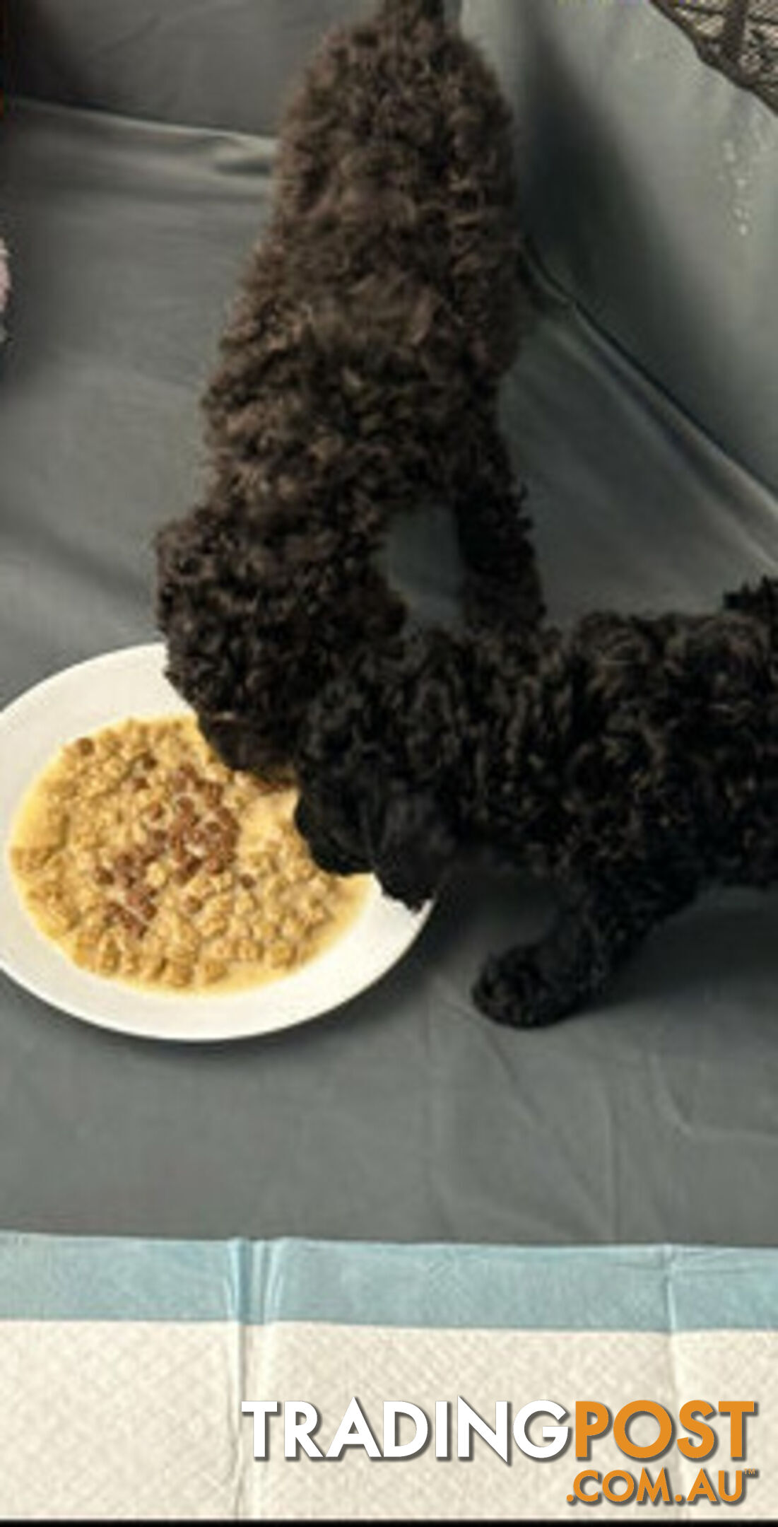 Toy poodles puppies