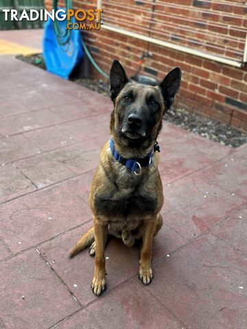 Male Malinois Belgian Shepherd pedigree mains entire