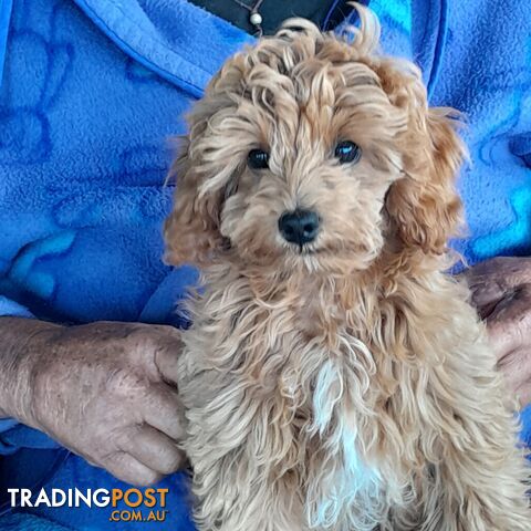 TINY TOY Cavoodle for sale