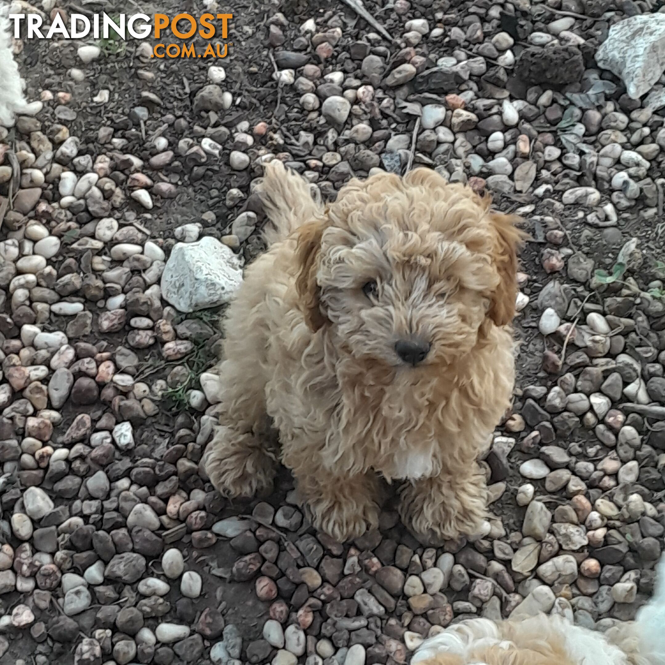 Beautiful Toy Cavoodles for sale