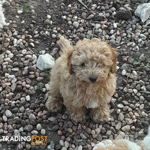 Beautiful Toy Cavoodles for sale