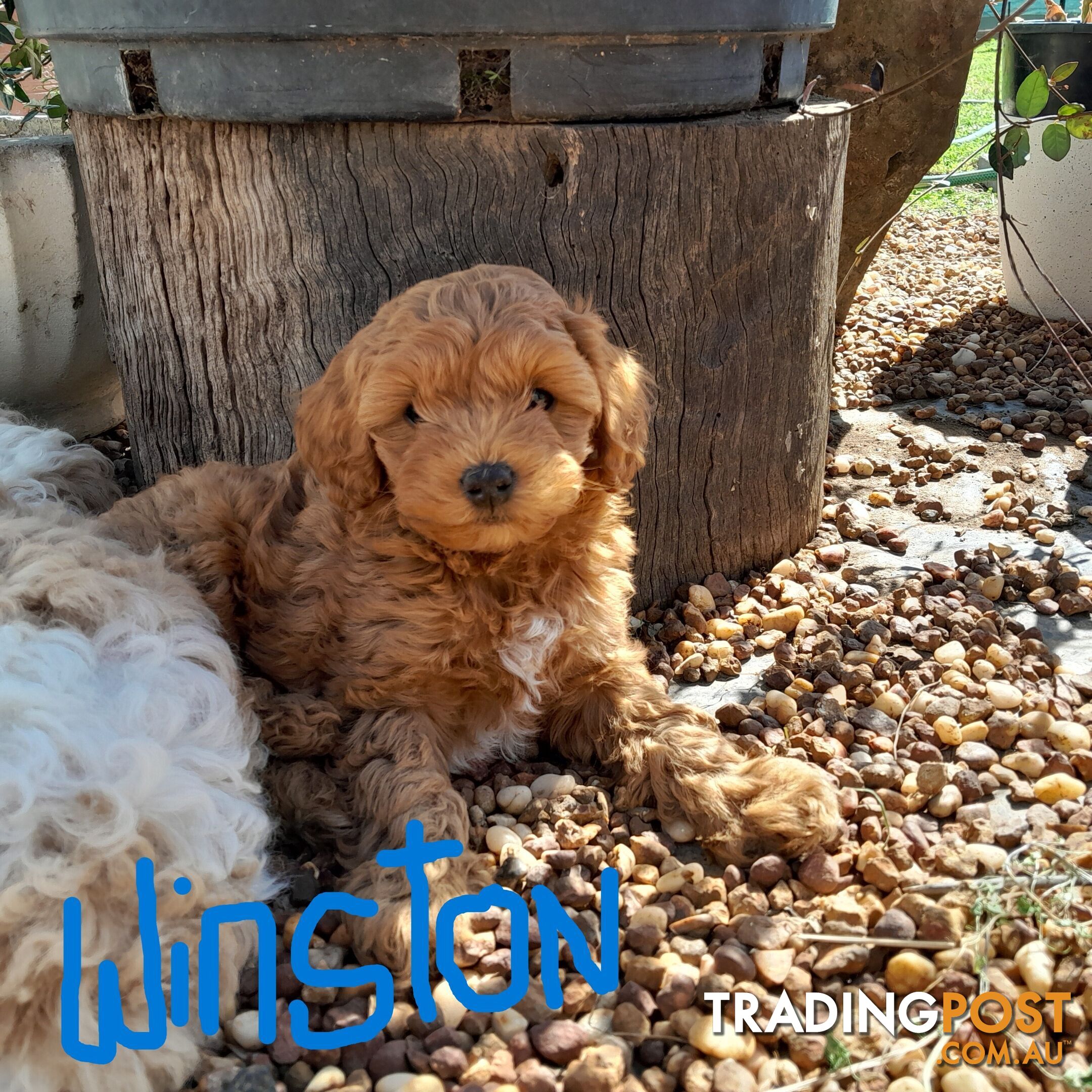 Beautiful Toy Cavoodles for sale