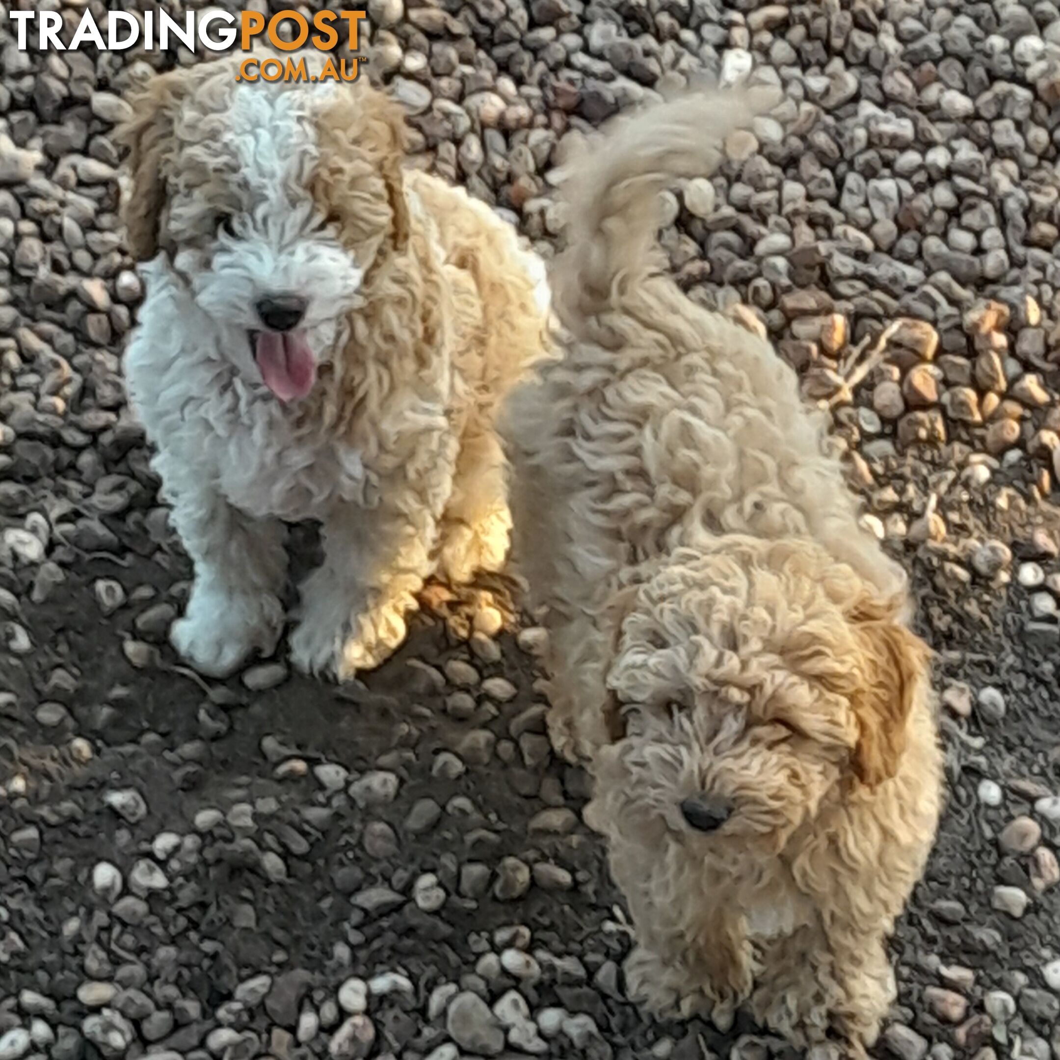 Beautiful Toy Cavoodles for sale