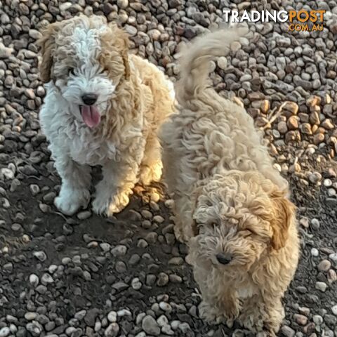 Beautiful Toy Cavoodles for sale