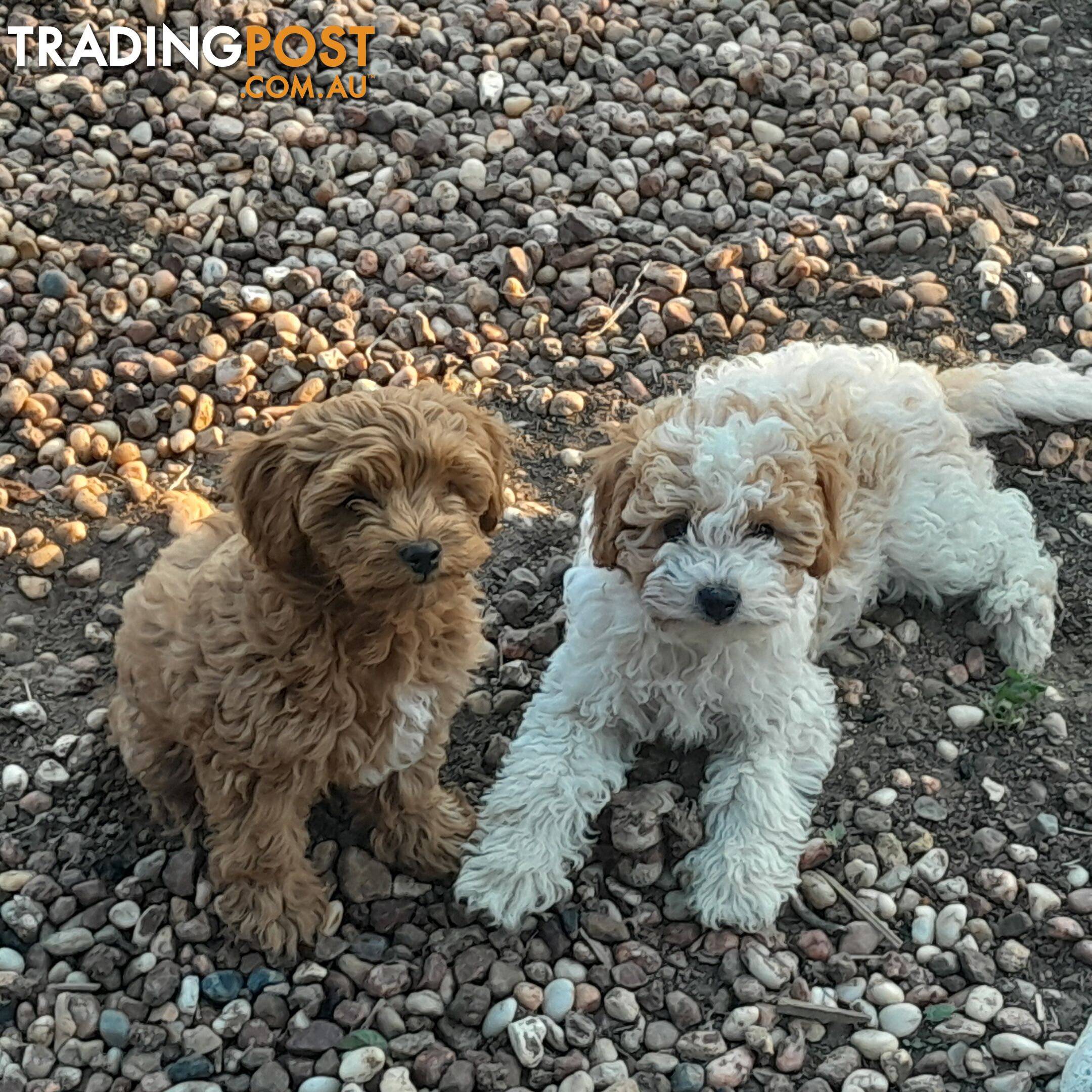 Beautiful Toy Cavoodles for sale