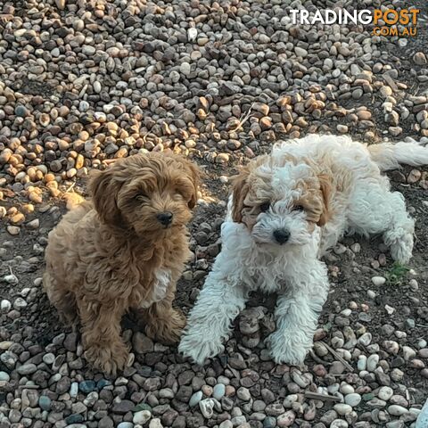 Beautiful Toy Cavoodles for sale