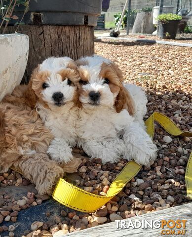 Rare Toy Cavoodles for sale