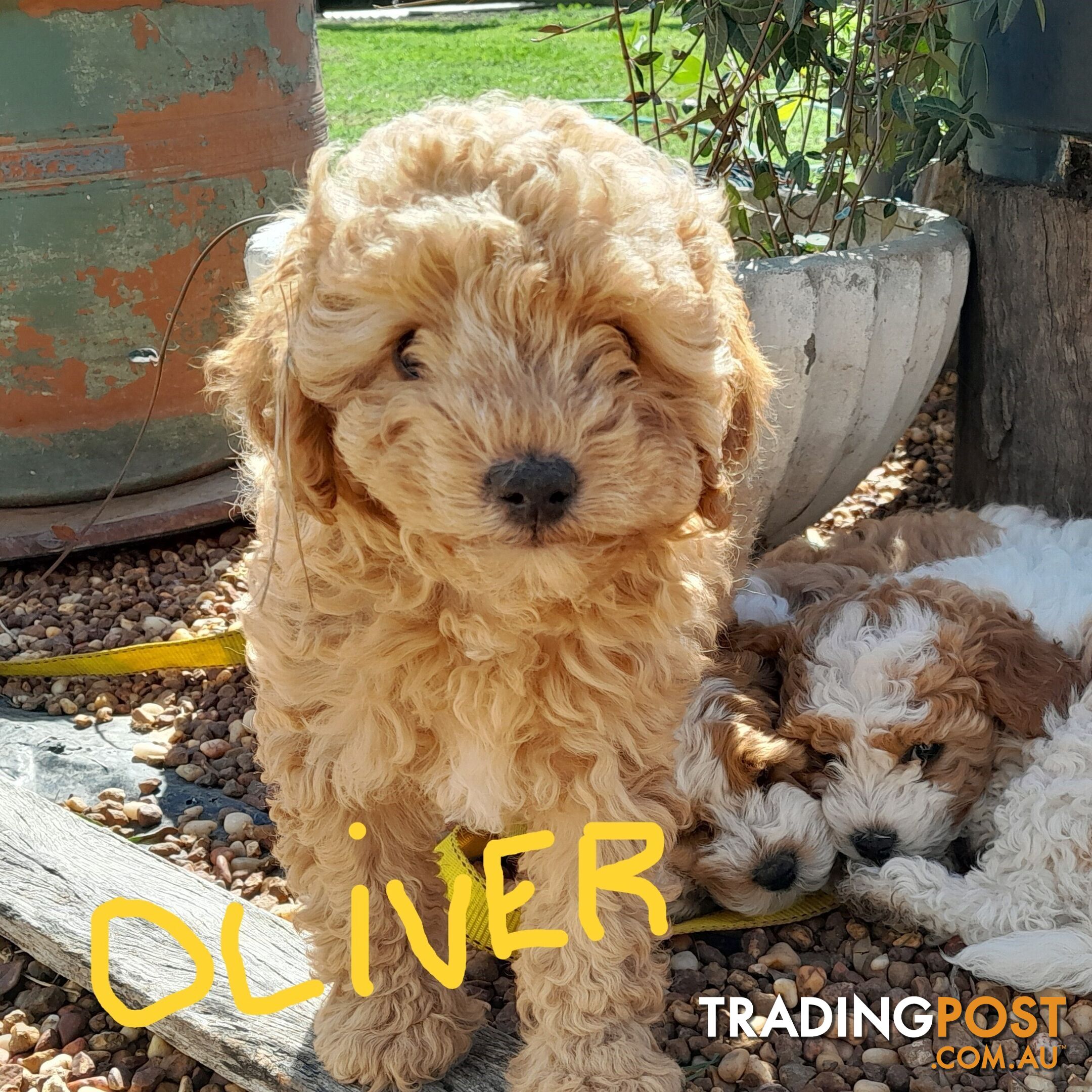 Beautiful Toy Cavoodles for sale