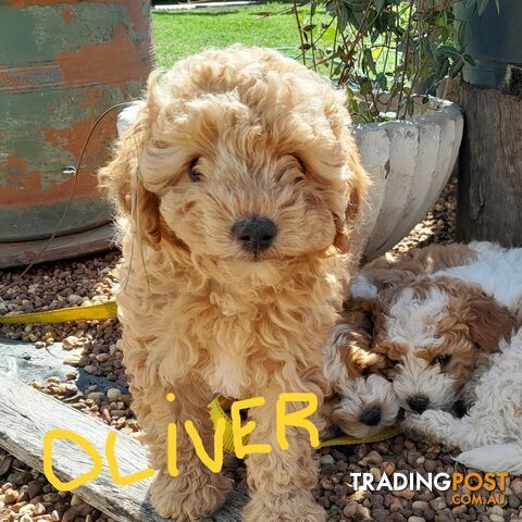 Beautiful Toy Cavoodles for sale