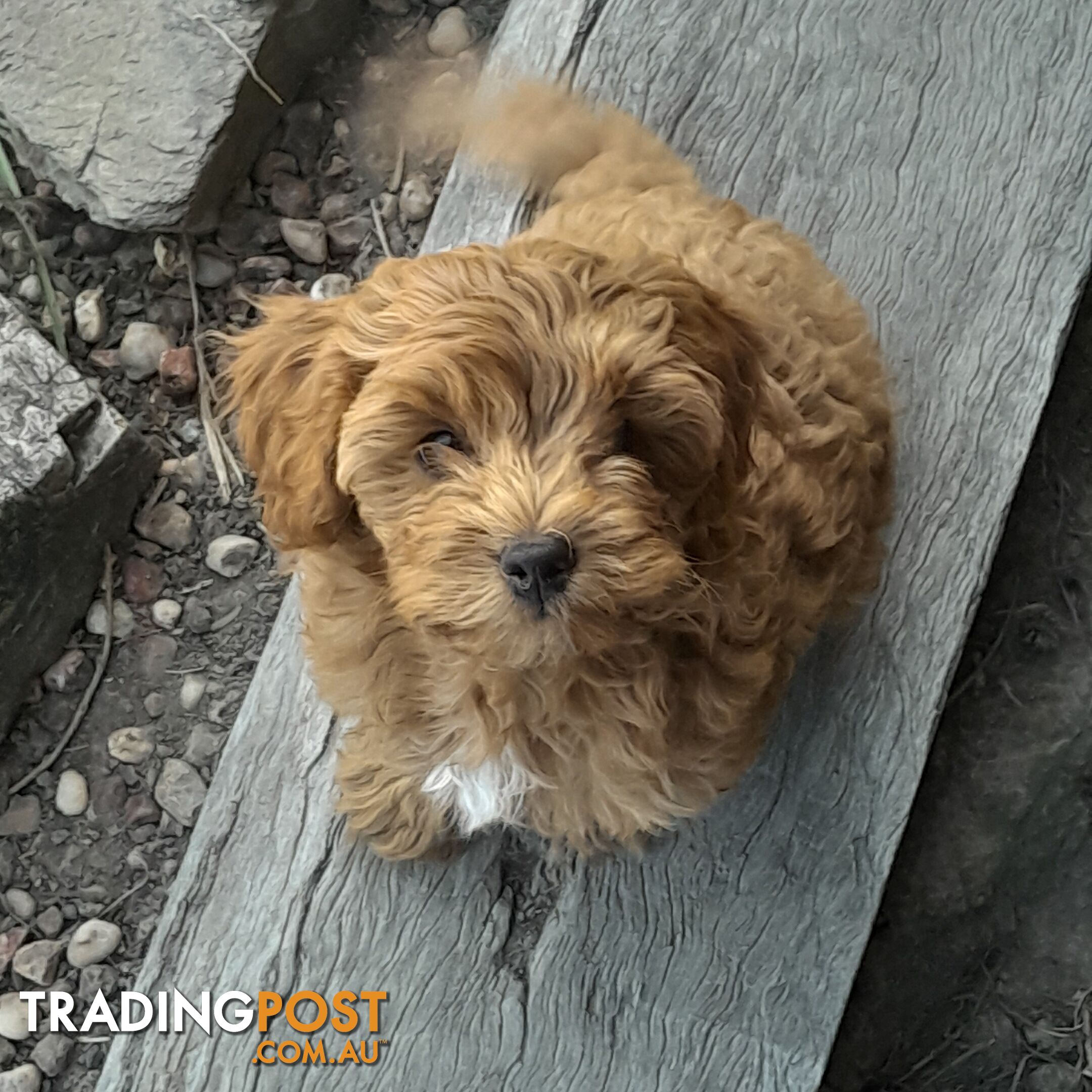 Beautiful Toy Cavoodles for sale