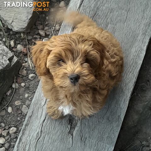 Beautiful Toy Cavoodles for sale