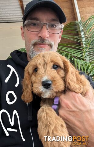 First generation (F1) Cavoodle puppies