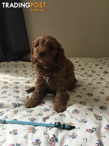 Cavoodle