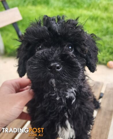 Gentle placid lapdog companion, Toy Cavoodle boy
