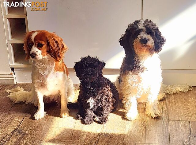 Gentle placid lapdog companion, Toy Cavoodle boy