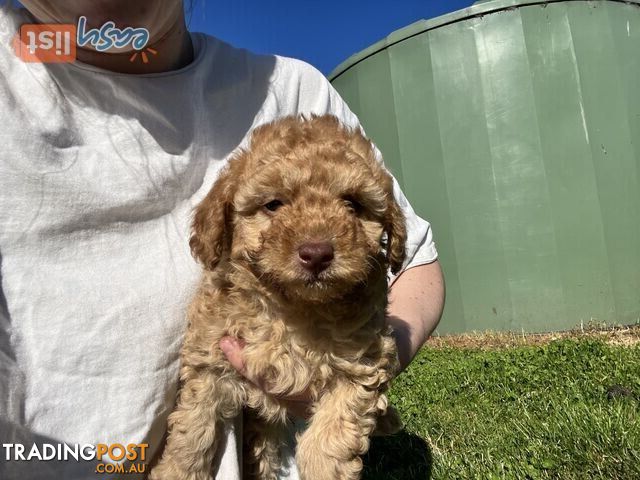 Purebred miniature poodles