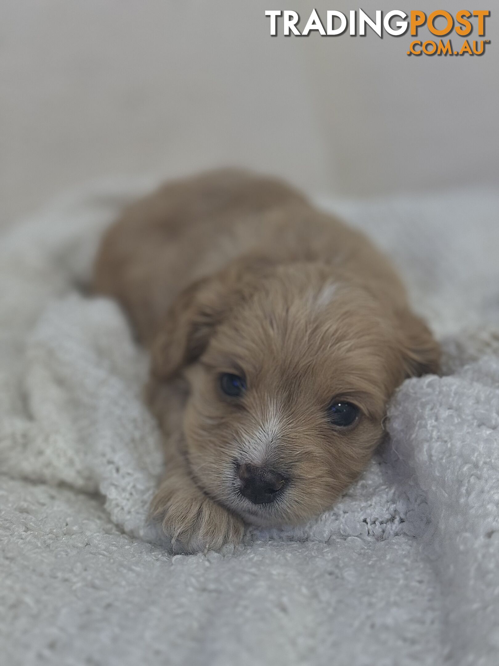 Cavoodle Puppies