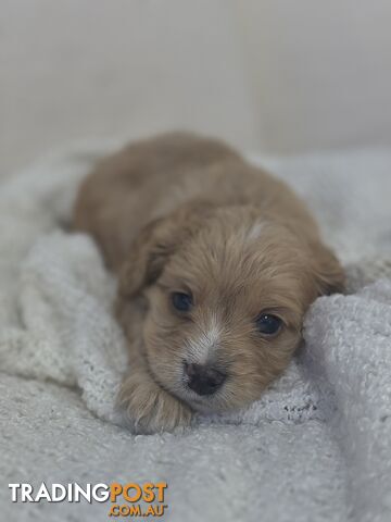 Cavoodle Puppies