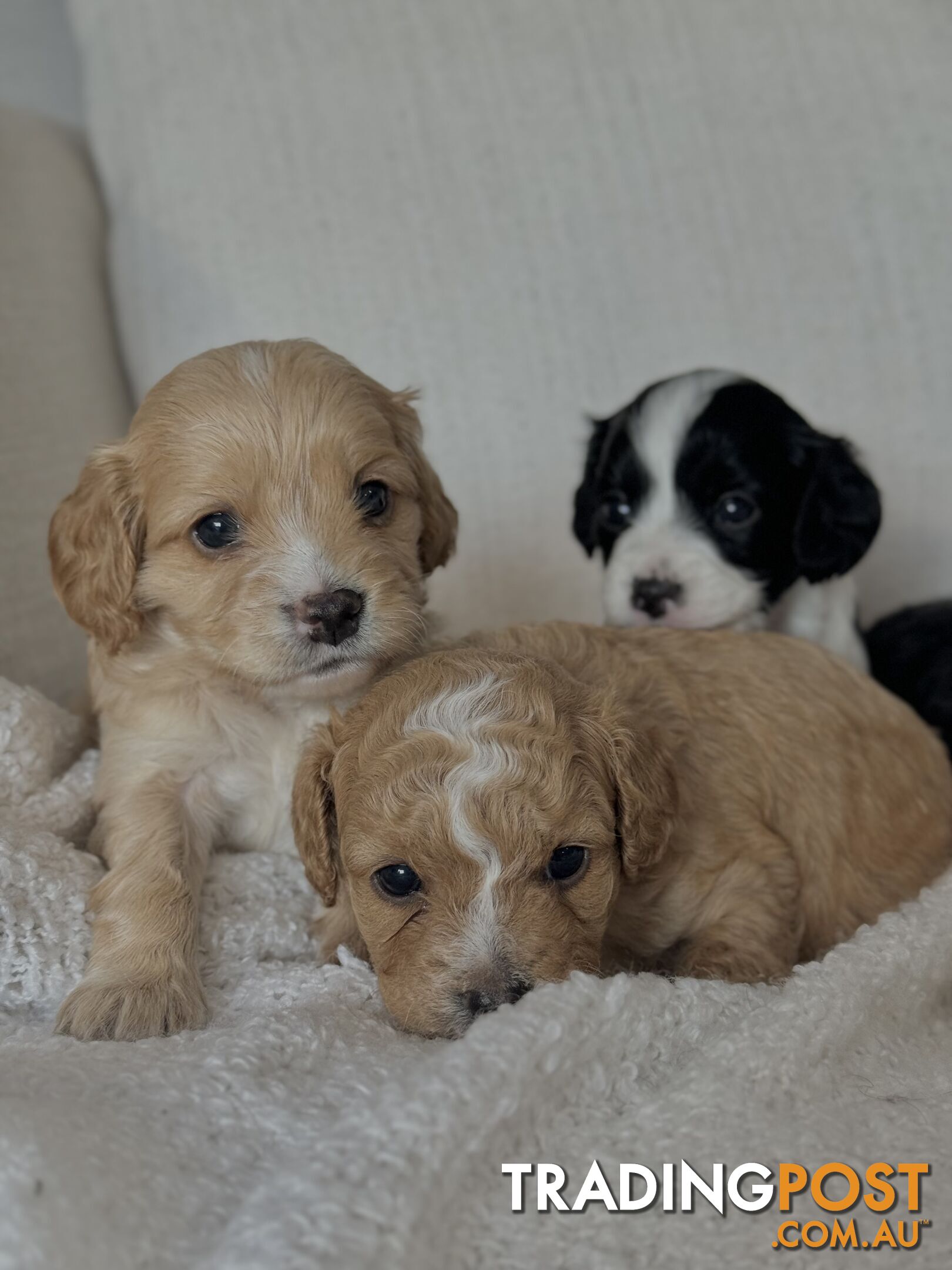 Cavoodle Puppies