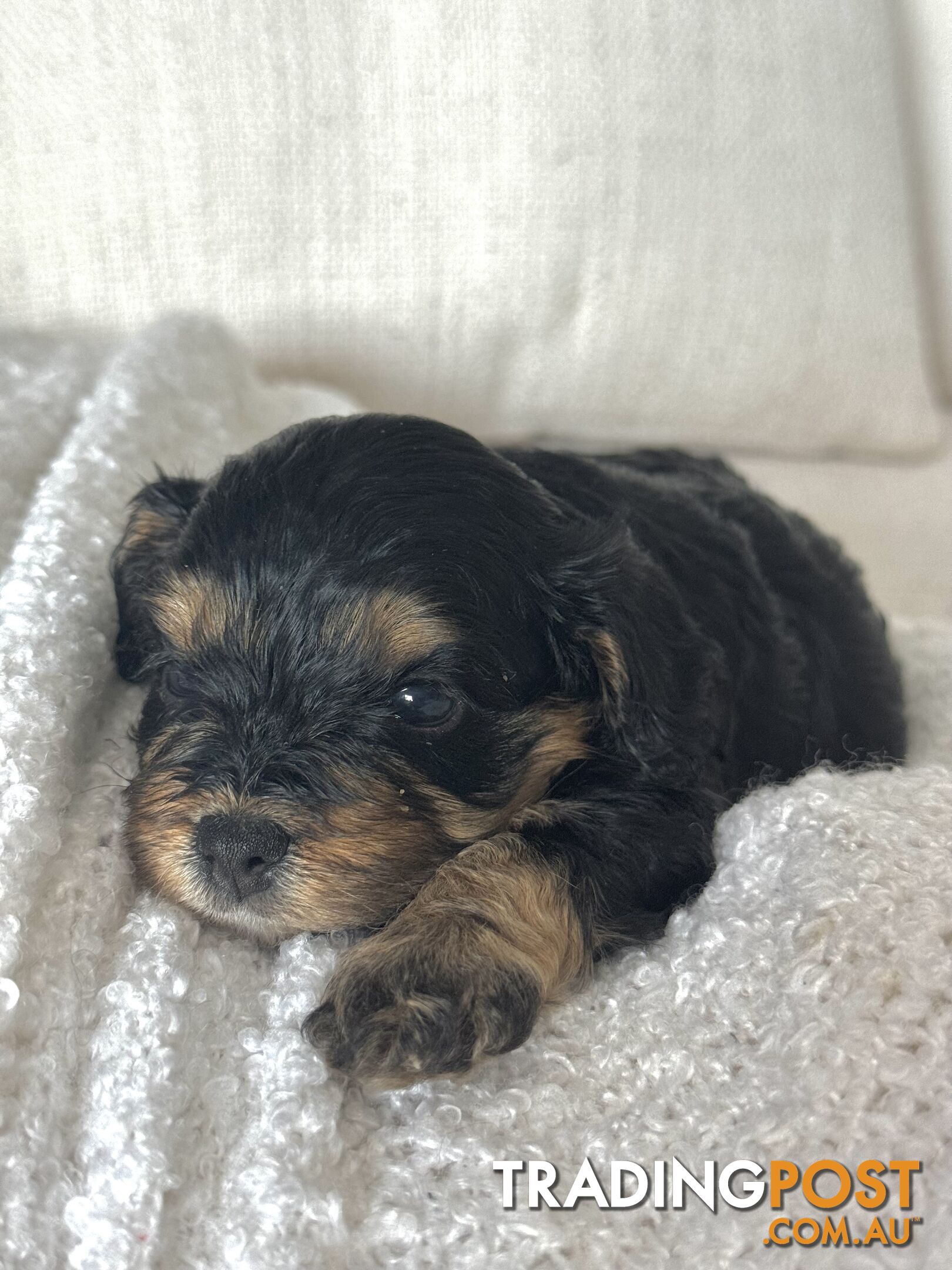 Cavoodle Puppies