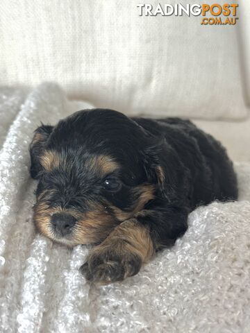 Cavoodle Puppies