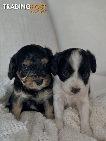 Cavoodle Puppies