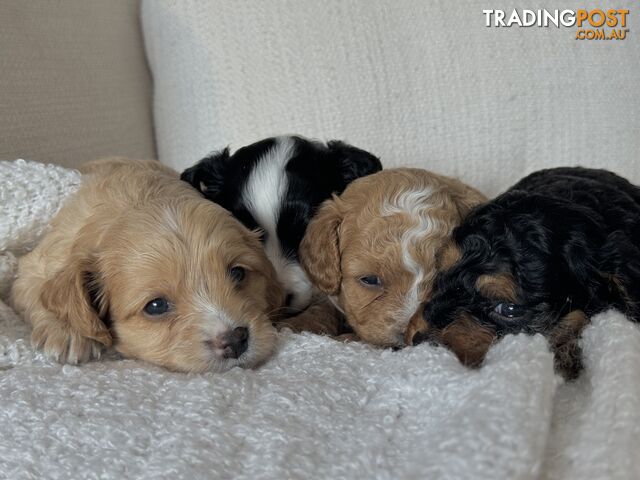 Cavoodle Puppies