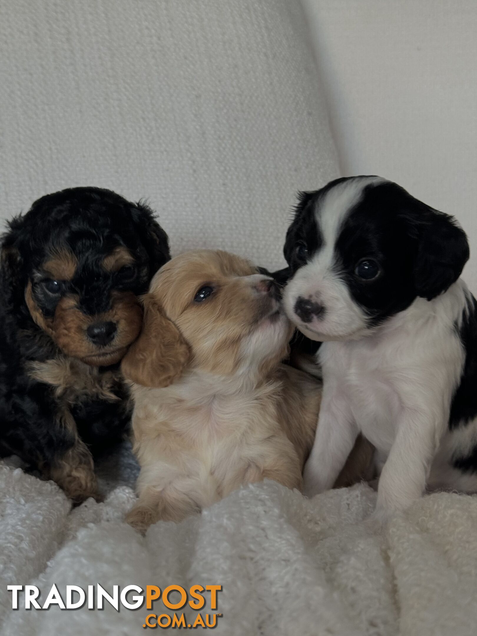 Cavoodle Puppies