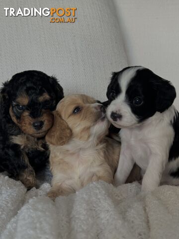 Cavoodle Puppies