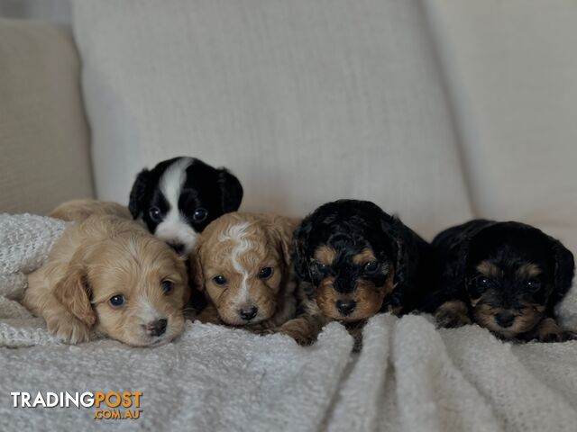 Cavoodle Puppies